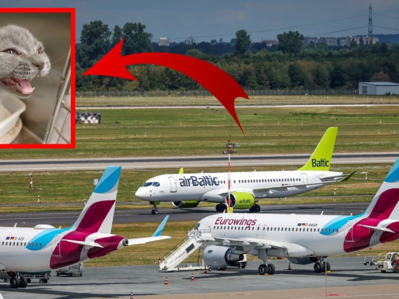Tierheim_NRW_Flughafen_Düsseldorf.jpg