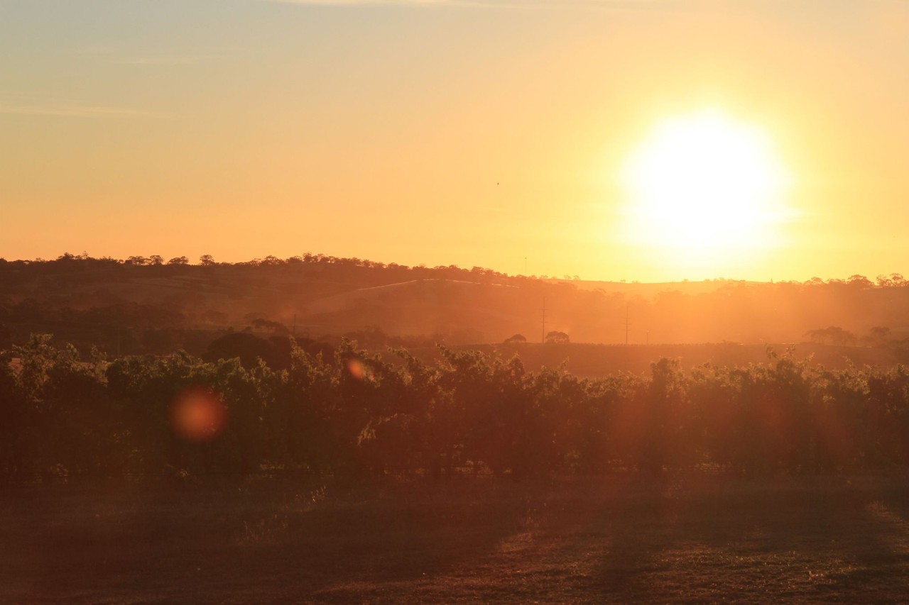Das «Sahnehäubchen Südaustraliens»: Die Sonne scheint oft über den Winzerfarmen im Barossa Valley.