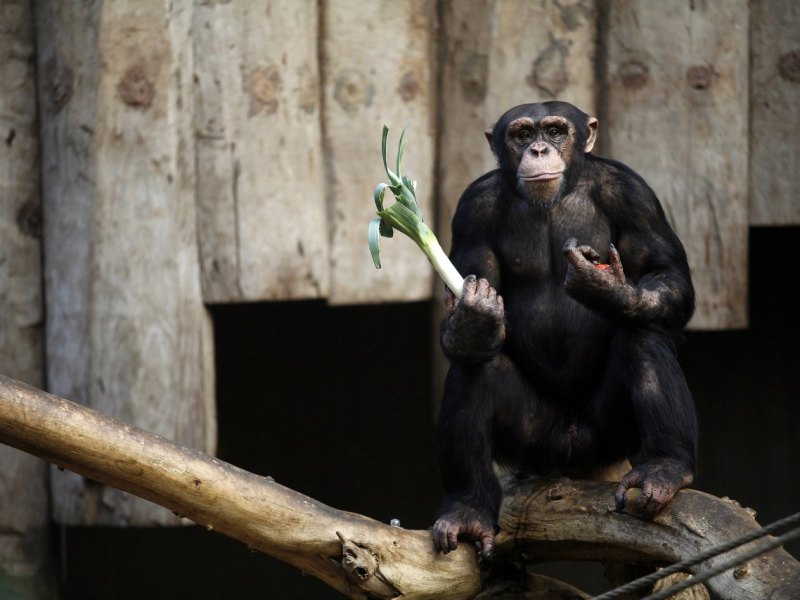 Zoo Krefeld Schimpanse.jpg