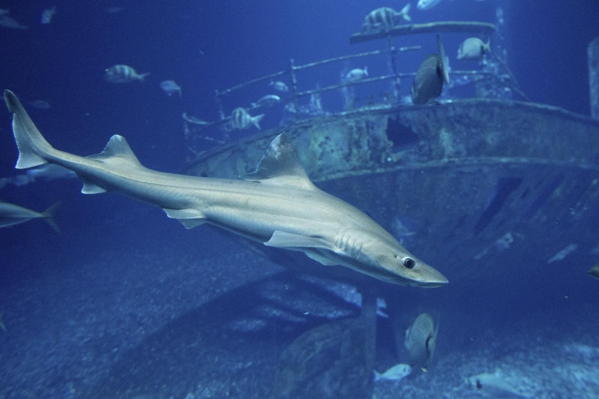 Im größten Bereich des Ozeaneums, dem «offenen Atlantik», kann man auch Glatthaie bewundern. 
