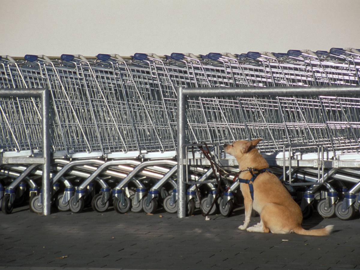 Hund Lidl Essen