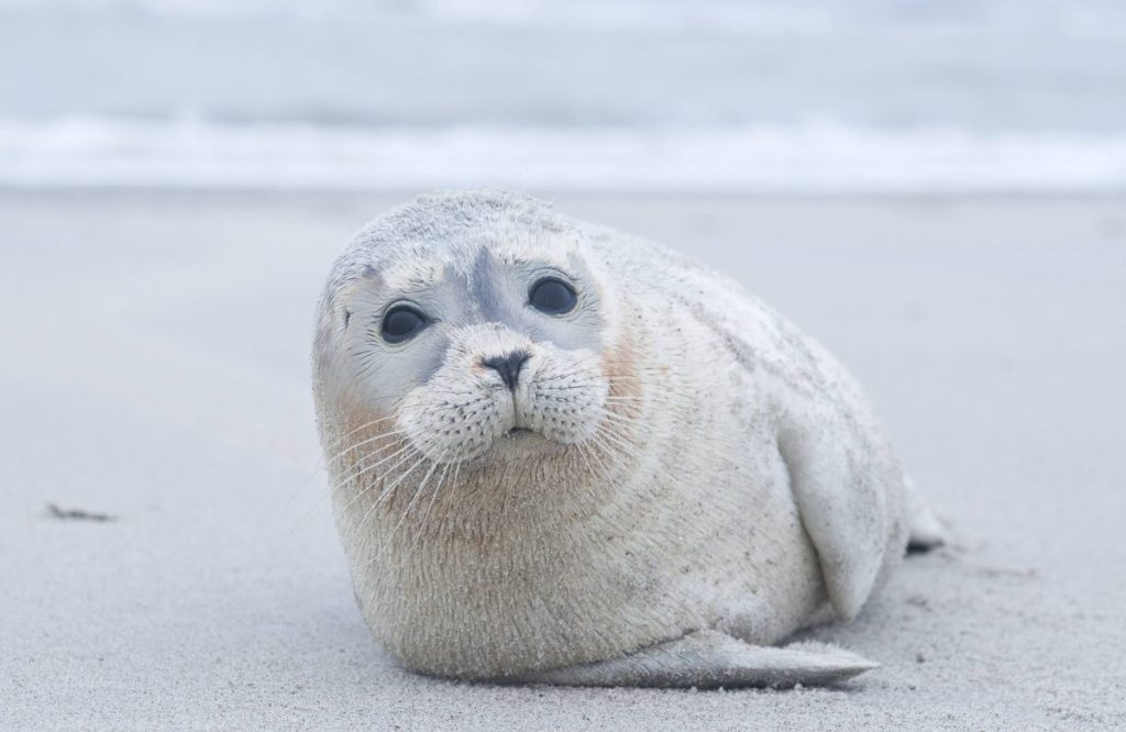 Urlaub an der Nordsee: Robbe am Strand von Langeoog.