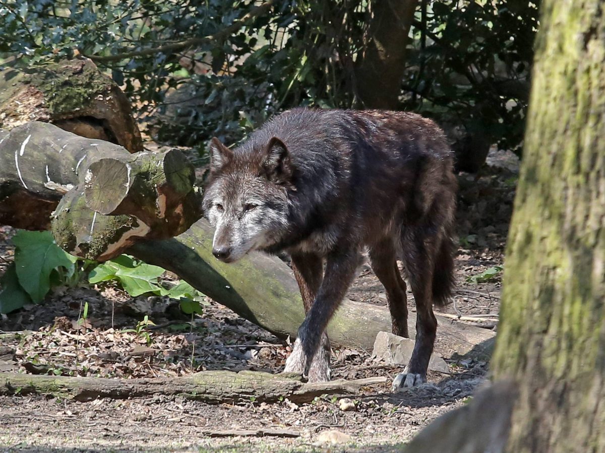 Ein Wolf pirscht sich an.