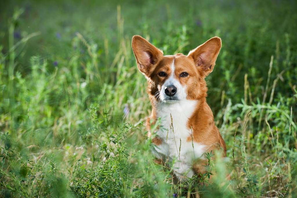 Ein Hund sitzt auf einer Wiese.