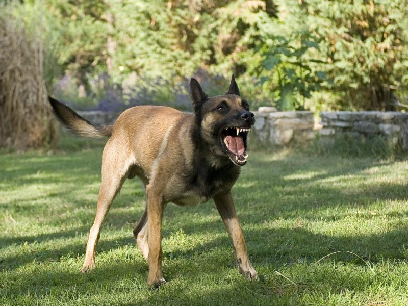 Aggressiver Hund fletscht die Zähne