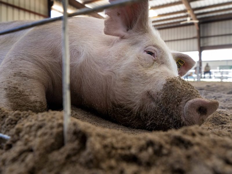 NRW: Schweine misshandelt