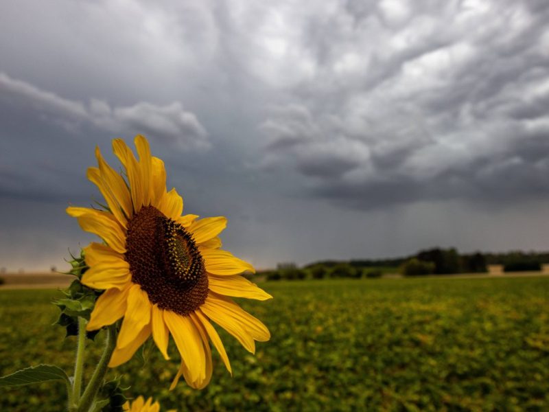 Wetter in NRW: Sonnenblume vor düsterem Wolkenhimmel