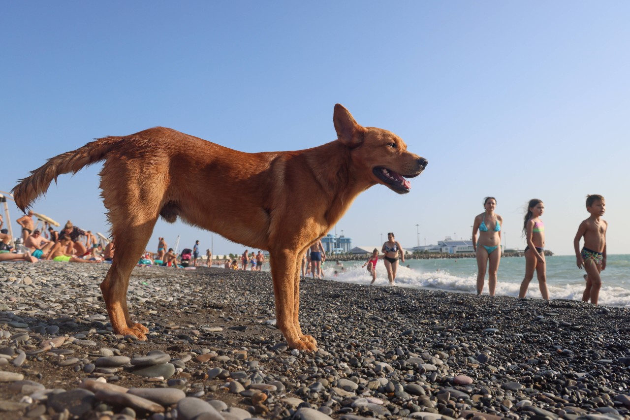 Vorbei war der Urlaub in den Niederlanden, als einem Touristenpaar mit einem Hund ein wahrer Schrecken widerfuhr. (Symbolbild)