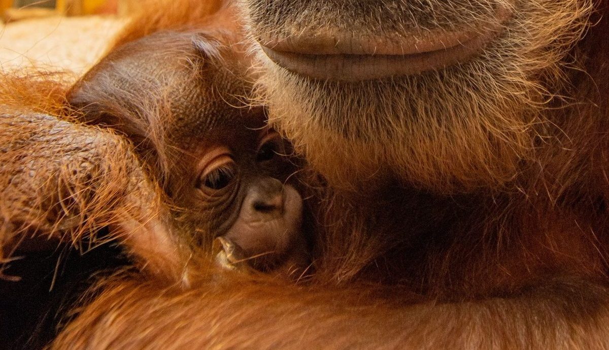 Zoo Dortmund Orang-Utan-Baby Kleo