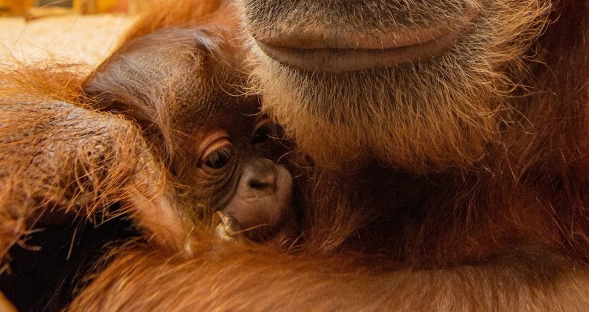 Zoo Dortmund Orang-Utan-Baby Kleo