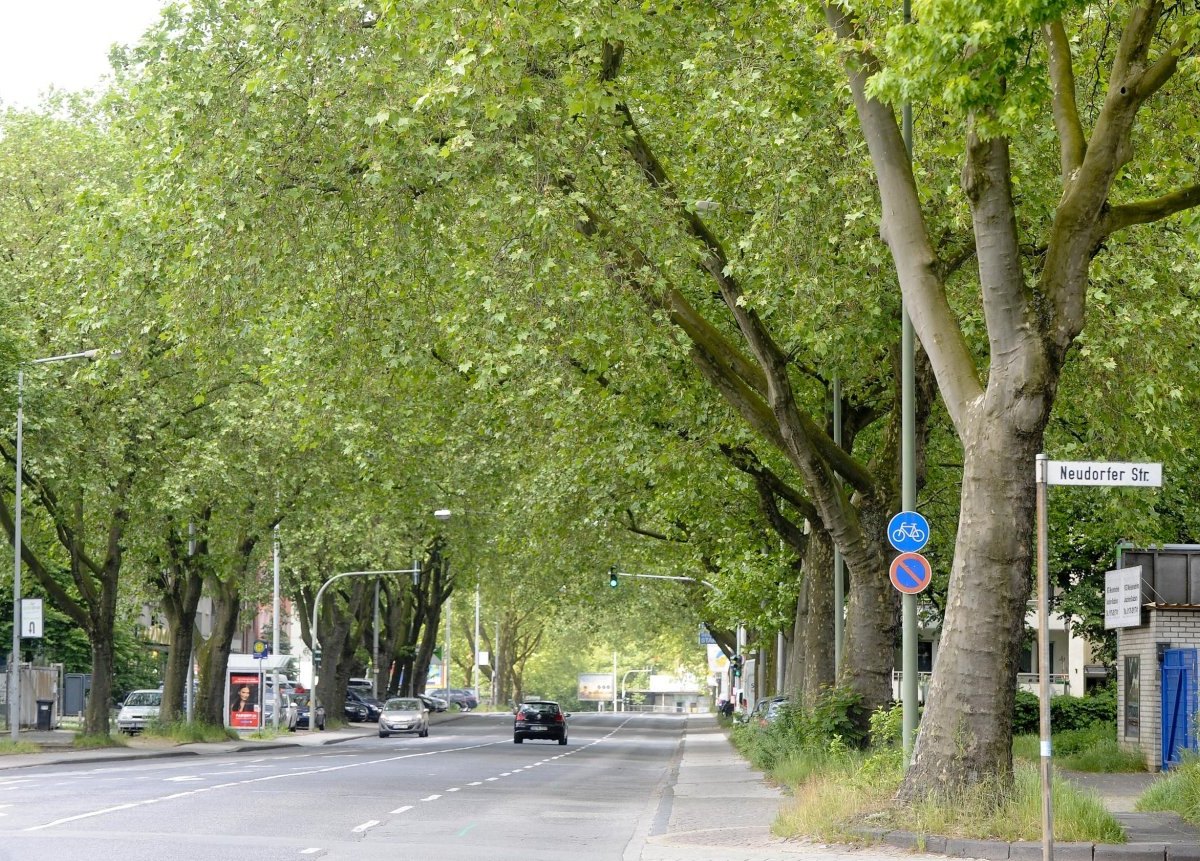 Allee an der Koloniestraße in.jpg