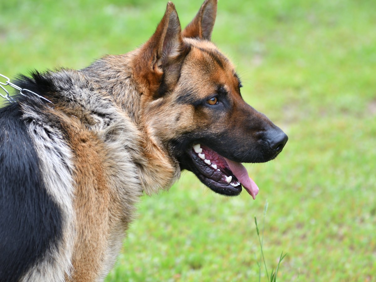 Hund in Essen