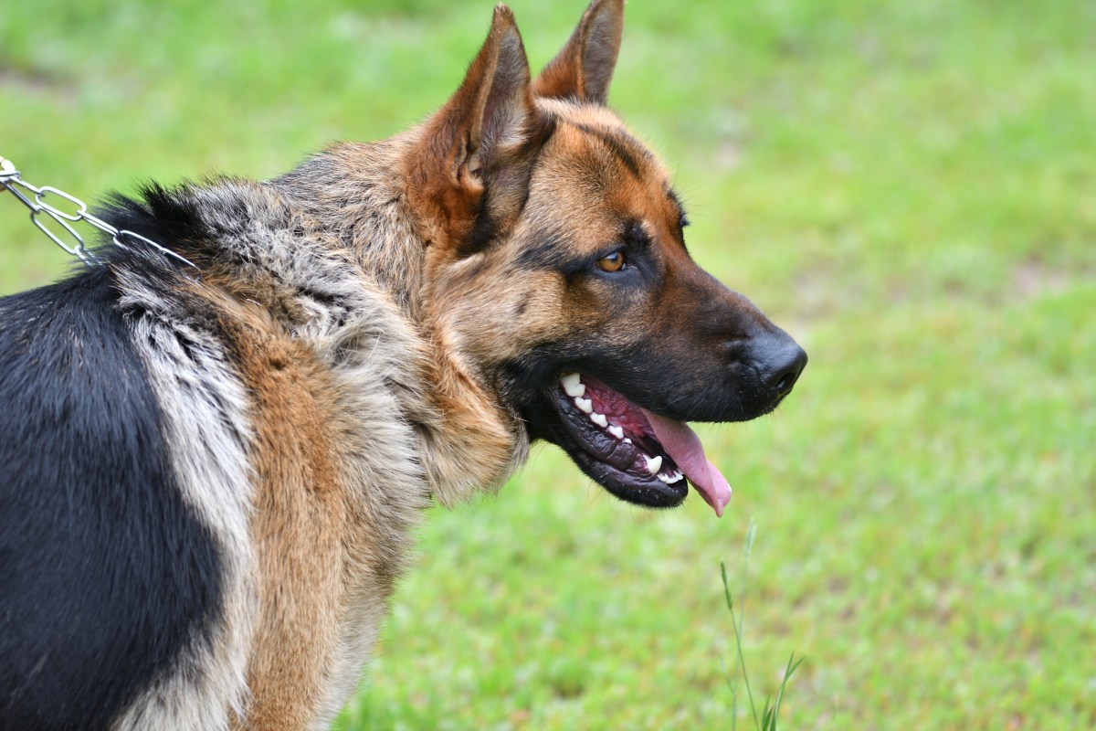 Hund in Essen