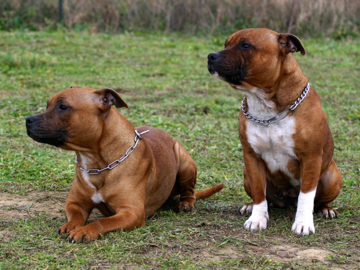 Hund in Essen