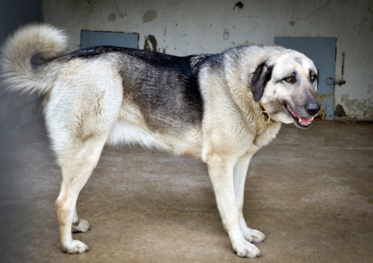 Kangal.jpg