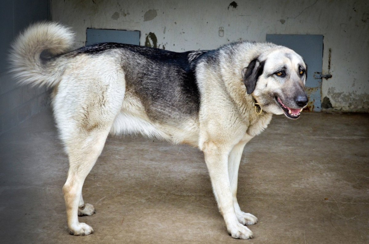 Kangal.jpg