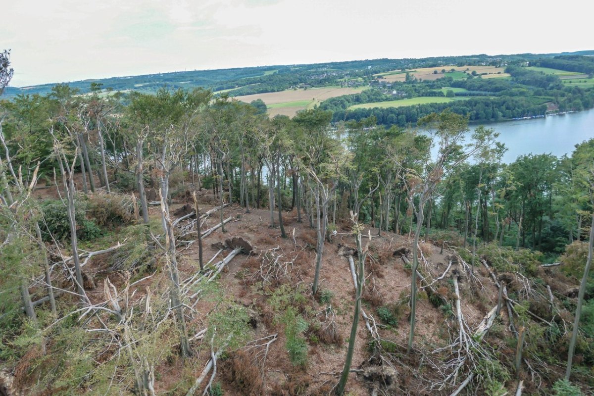 Schellenberger Wald in Essen.jpg