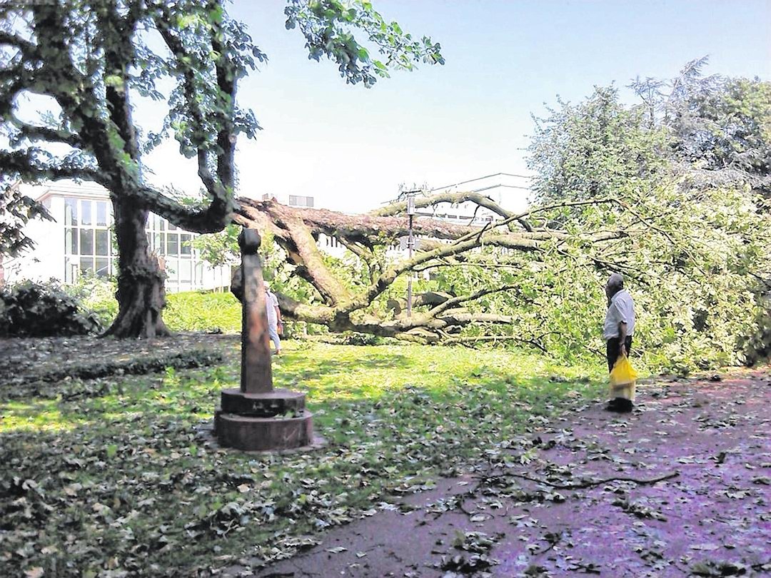 Stadtgarten Essen nach dem Sturm.jpg