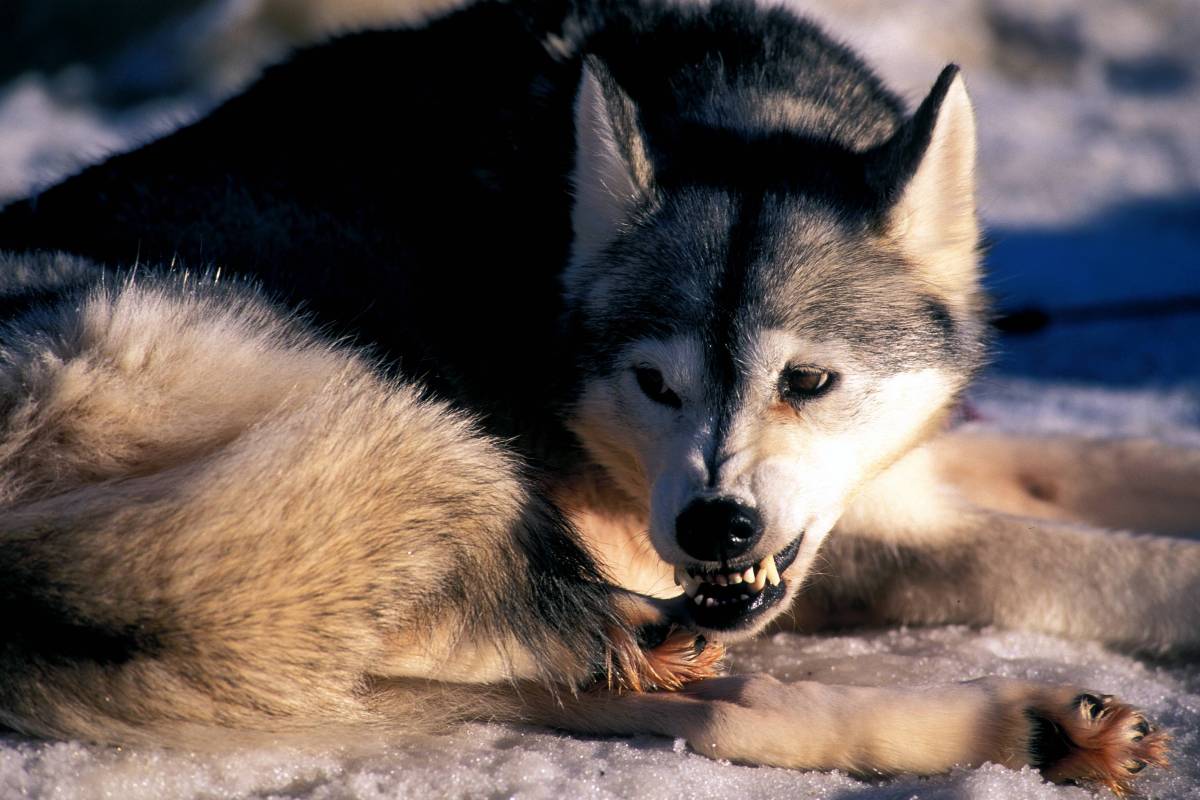 Hund: Husky fletscht die Zähne