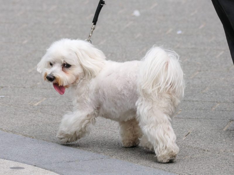 Hund in NRW von Auto erfasst