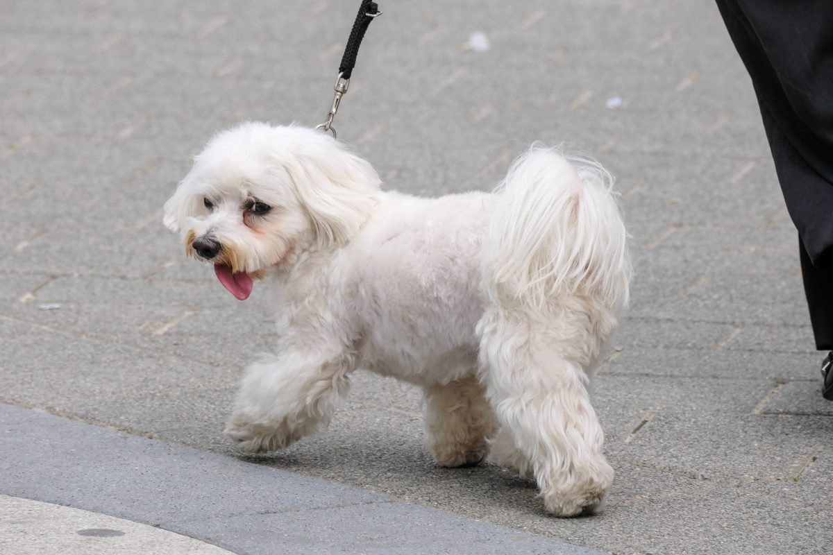 Hund in NRW von Auto erfasst