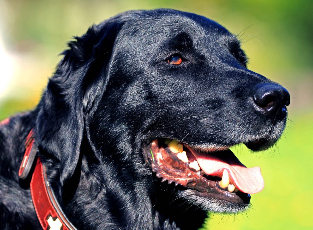 Hund Labrador