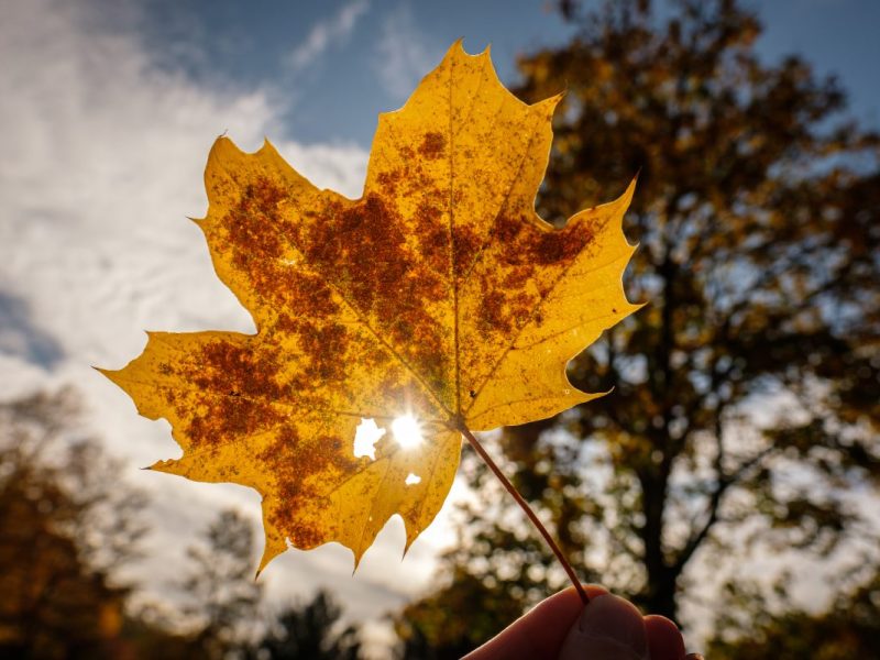 Wetter in NRW für den Herbst
