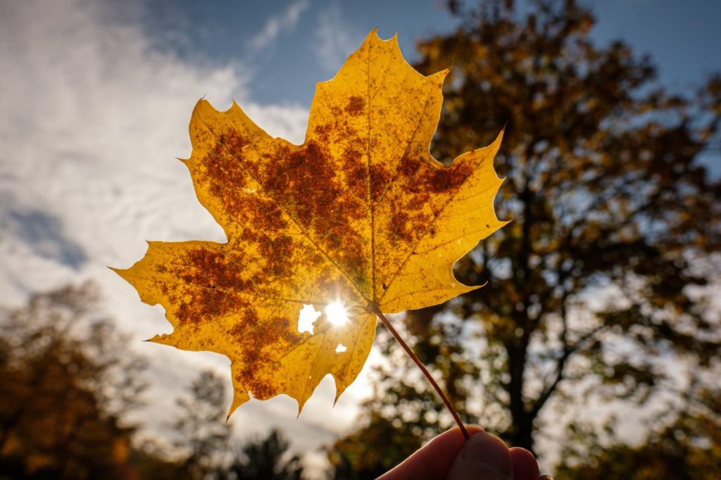 Wetter in NRW für den Herbst