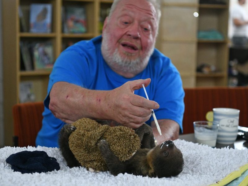 Zoo Zajac-Besitzer füttert Faultierbaby „Fridolin“.