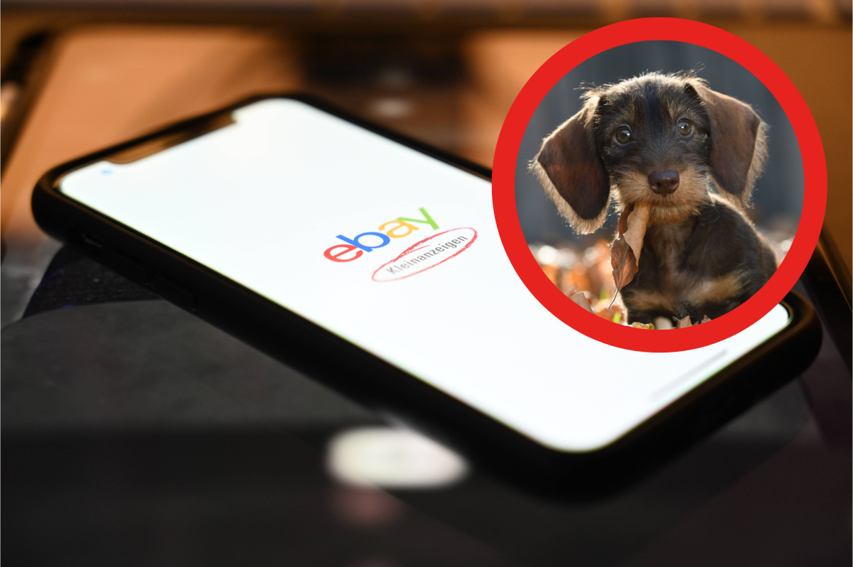 Du willst einen Hund bei ebay Kleinanzeigen kaufen oder verkaufen? Dann gelten zukünftig noch strengere Regeln! (Montage/Symbolbild)