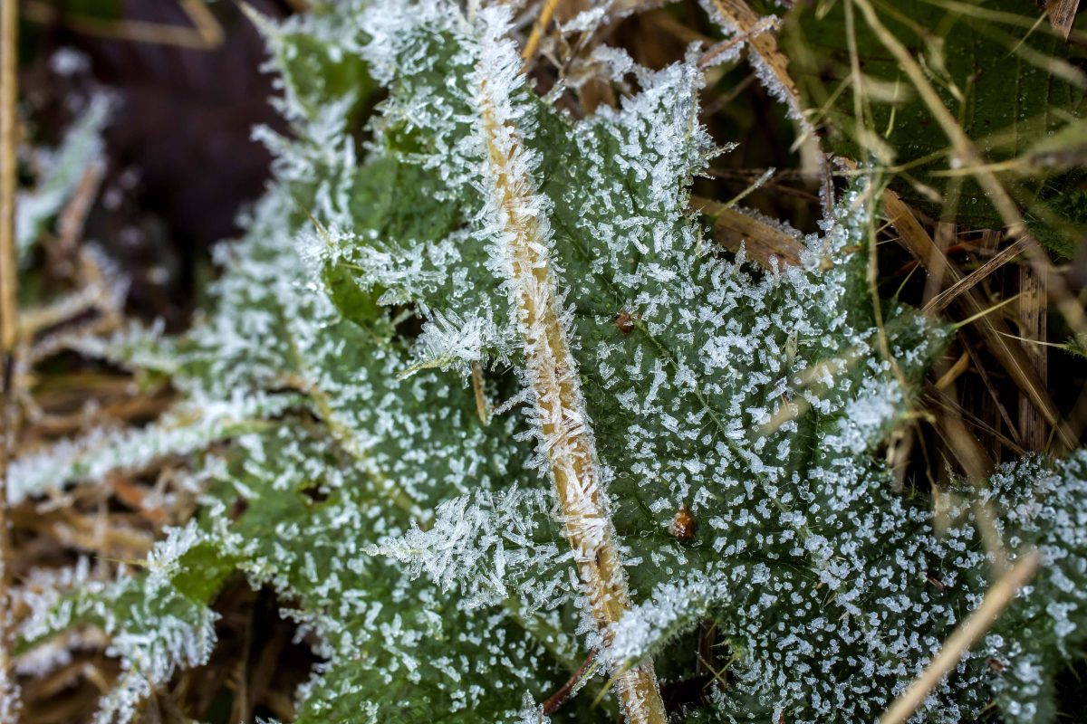 Wetter in NRW Frost