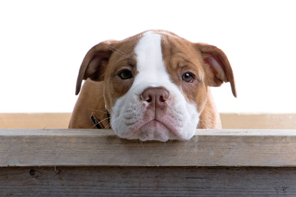 Ein trauriger Hund in Oberhausen