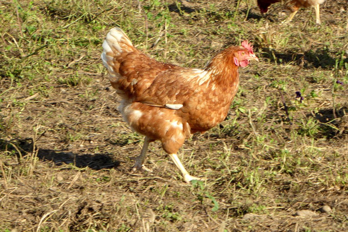 Tierheim in NRW