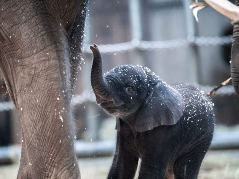 Zoo Wuppertal Elefanten-Kind Tsavo