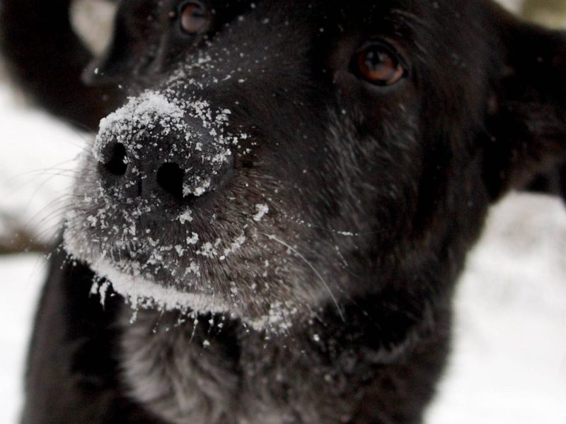 Hunde in NRW