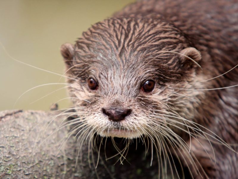zoo dortmund