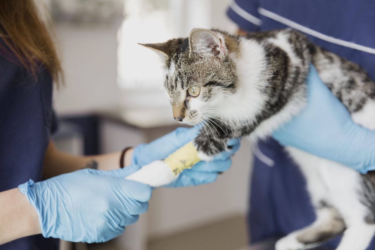 Tierheim in NRW Katze