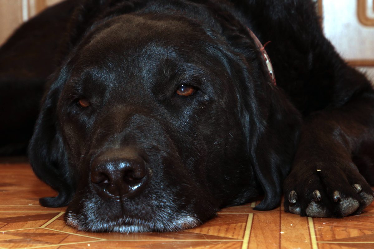 Hund schwarzer Labrador