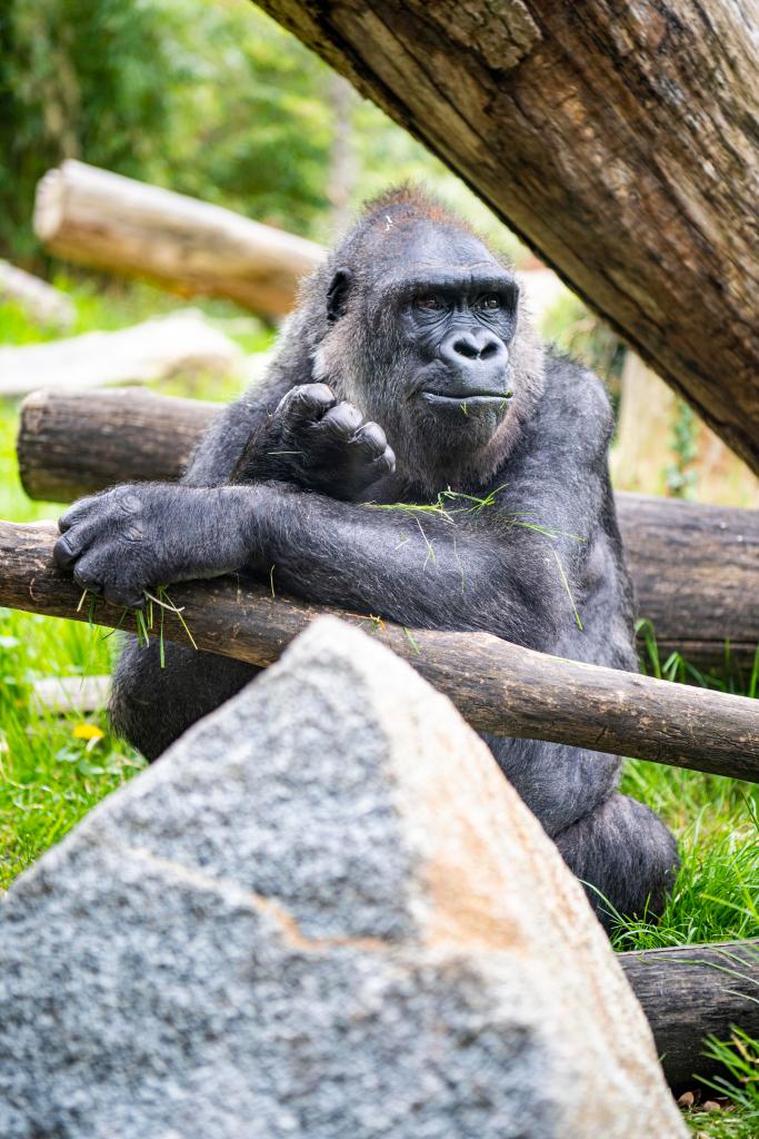 Zoo Tierpark Hellabrunn Gorilla-Dame Neema