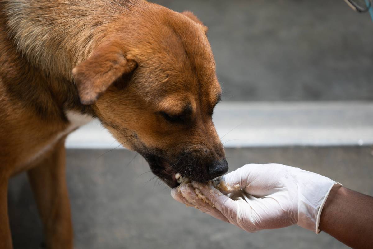 Hund: Rückruf bei Hundefutter gestartet