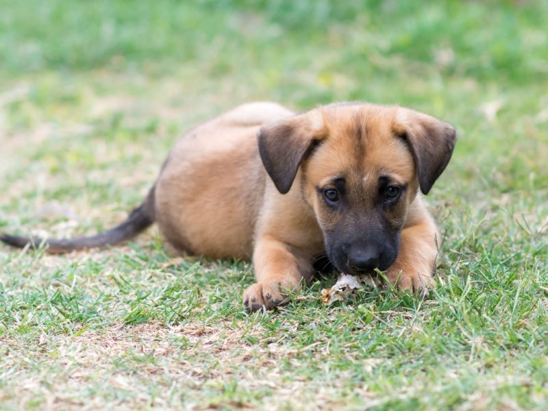 hund