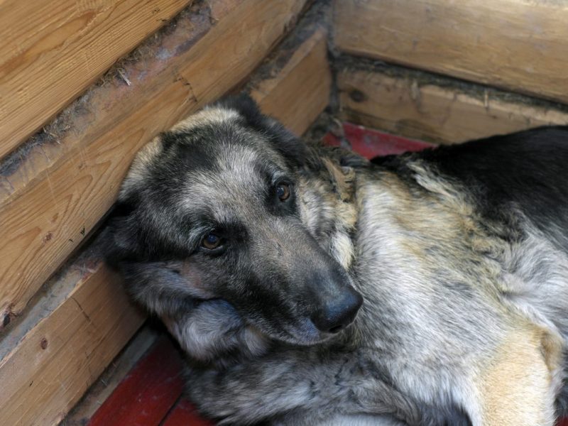 Hund