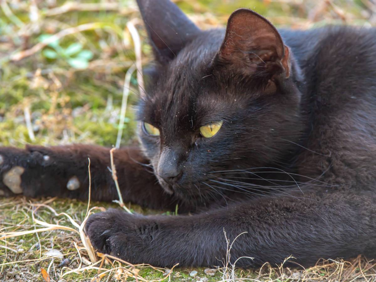 Das Tierheim sorgt mit einem Fund für traurige Reaktionen. Mit einem Posting in den Sozialen Netzwerken bittet das Tierheim Moers um Mithilfe.