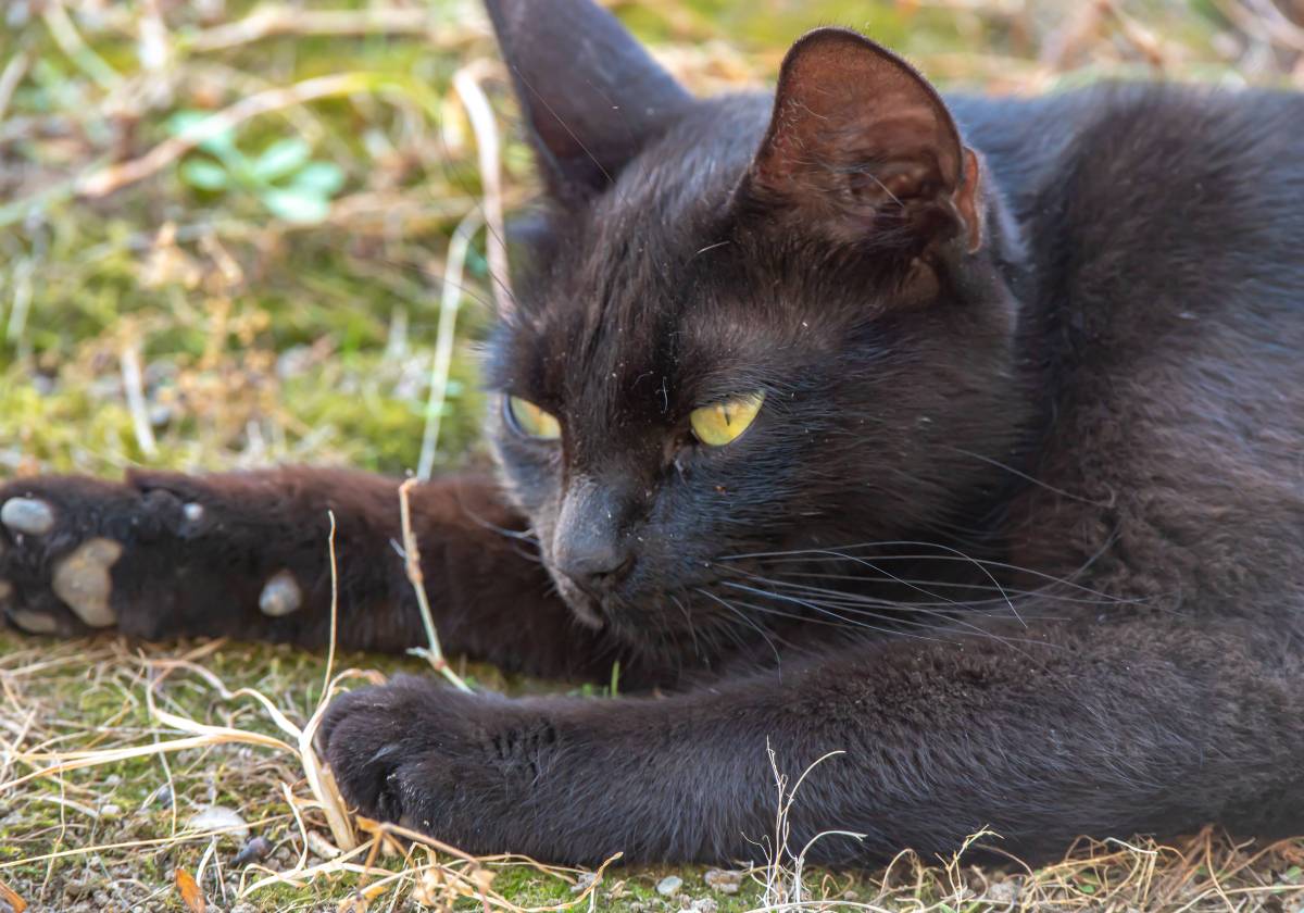 Das Tierheim sorgt mit einem Fund für traurige Reaktionen. Mit einem Posting in den Sozialen Netzwerken bittet das Tierheim Moers um Mithilfe.