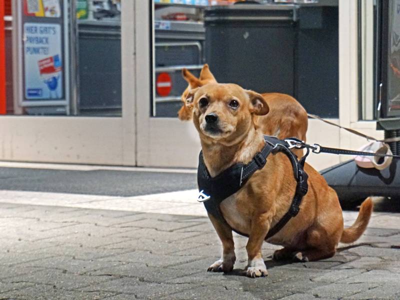 Hund