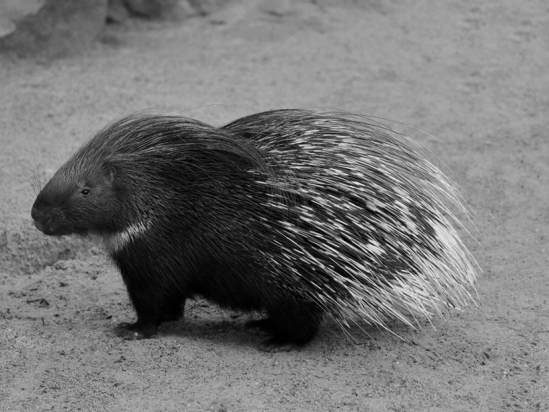 zoo dortmund