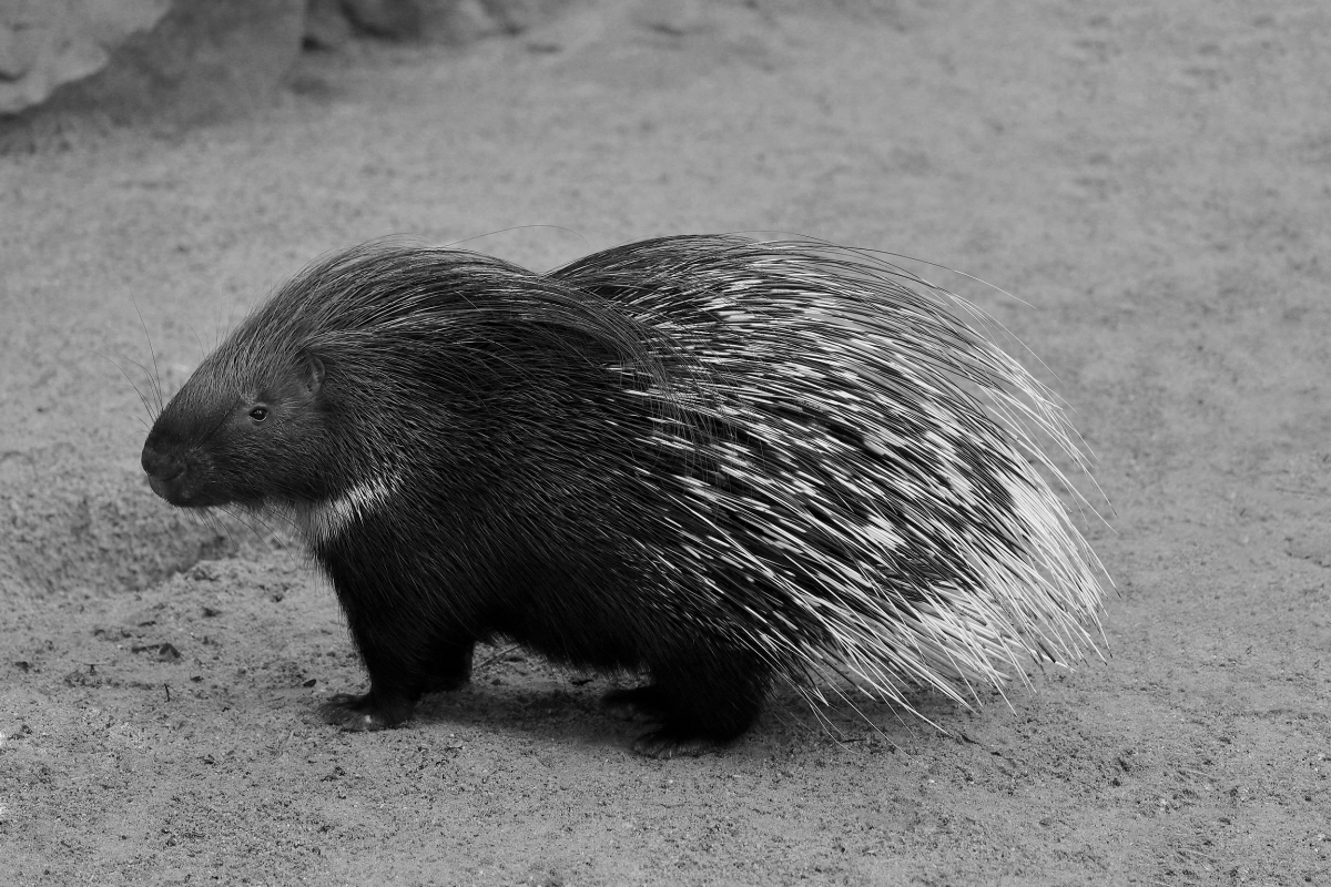 zoo dortmund