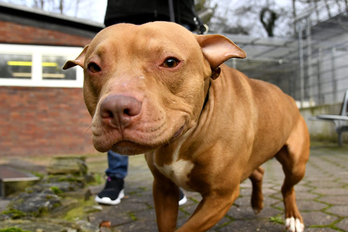 Hund in NRW Staffordshire-Bullterrier