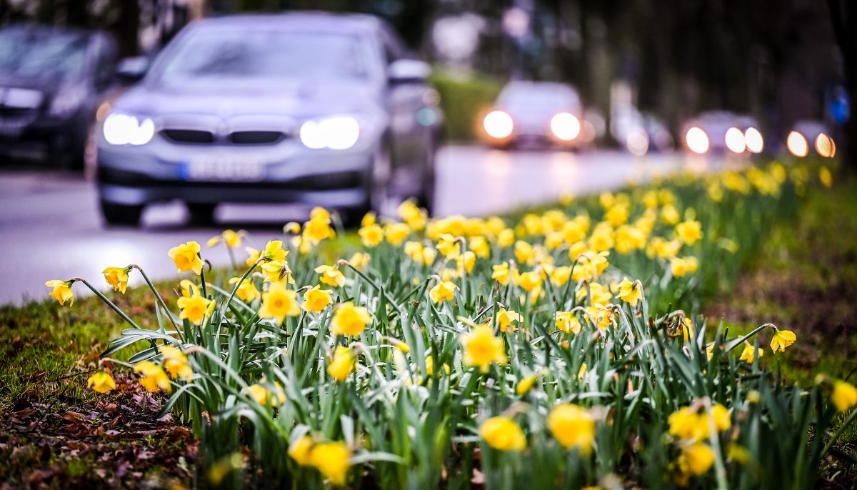 Essen Heisingerstraße Autos und Blumenbeet