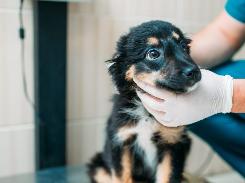 Hund beim Tierarzt